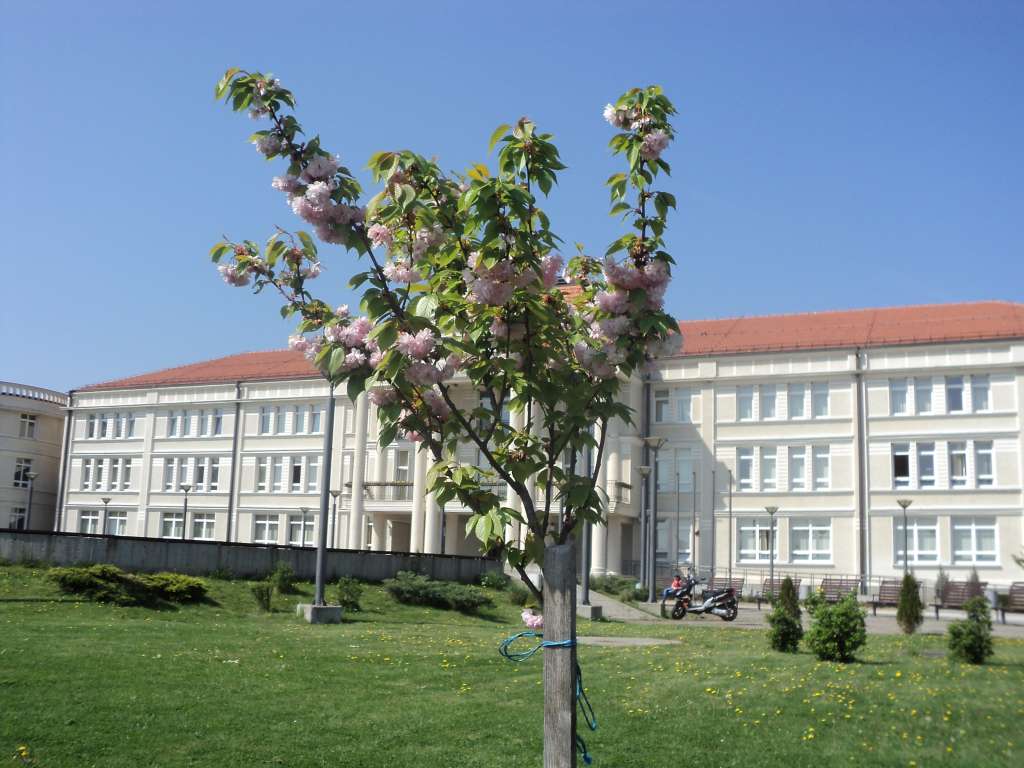 Пројекција филма "Право на избор" поводом почетка наставе у љетњем семестру